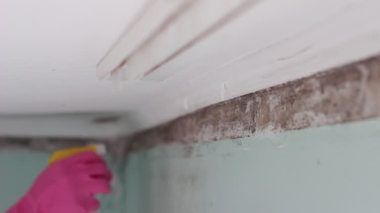 Best Black Mold Removal  in Shawneeland, VA